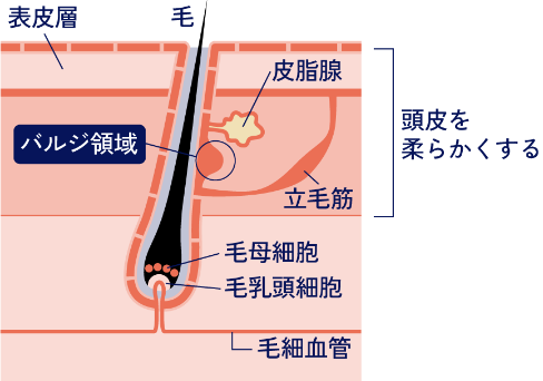 AGA（ダーマペン）
