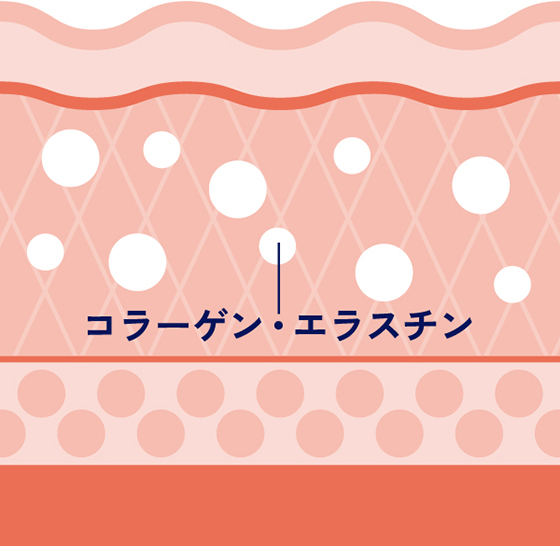 コラーゲンやエラスチンの生成を促す